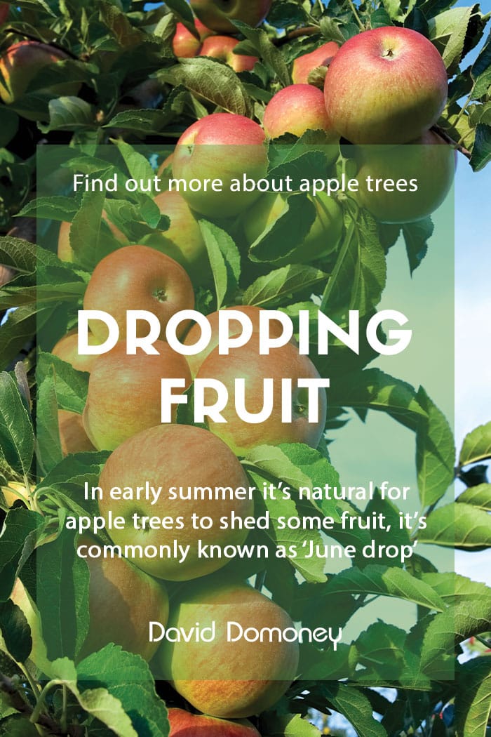 What Is a Fruit Drop and Why Do Trees Drop Fruit?