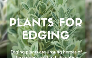 Plants for purpose - Plants for edging