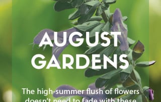 Find out my top plants for August gardens