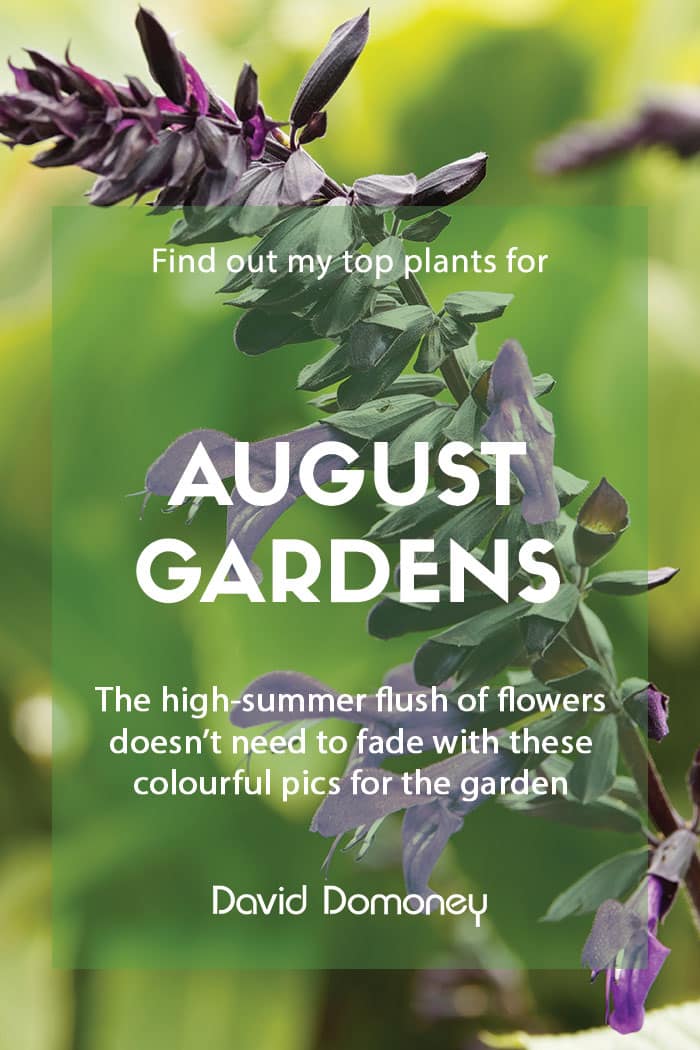 Find out my top plants for August gardens