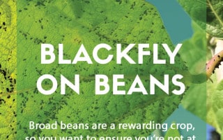 Dealing with blackfly on broad beans