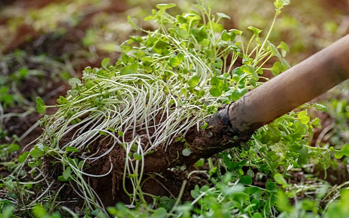 green manure digging