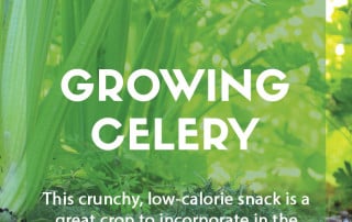 A guide to growing celery in the garden