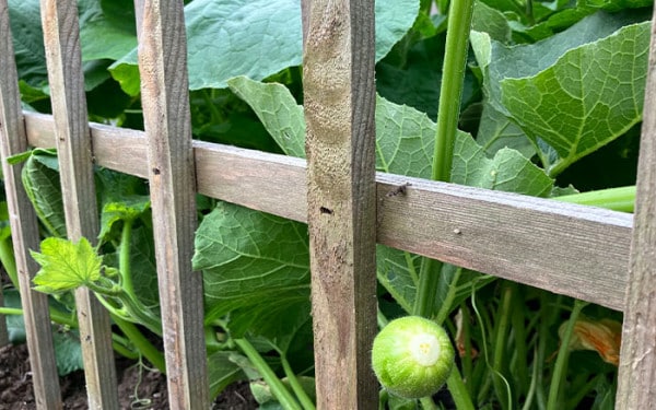 Growing-pumpkins-against-a-trellis