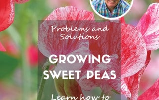 growing sweet peas feature
