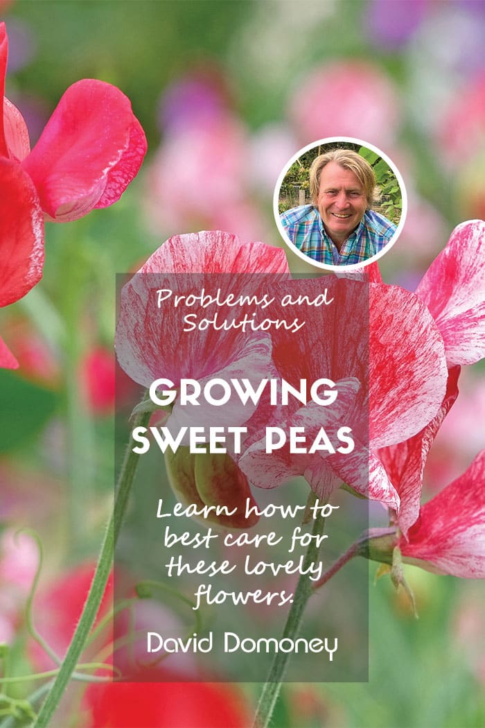 growing sweet peas feature