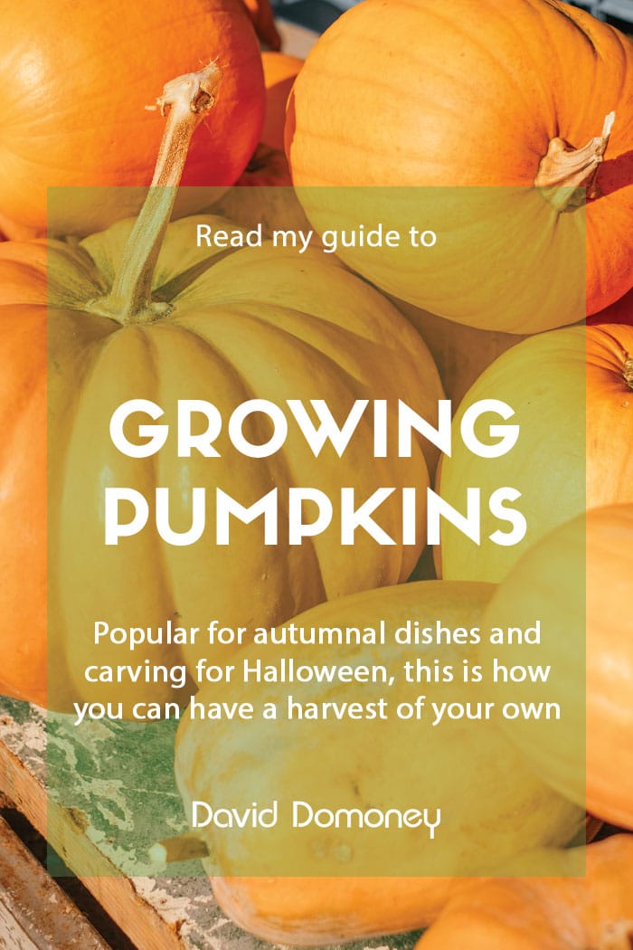How to grow pumpkins in the garden