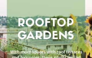 Plants for a purpose - Plants for a rooftop garden feature