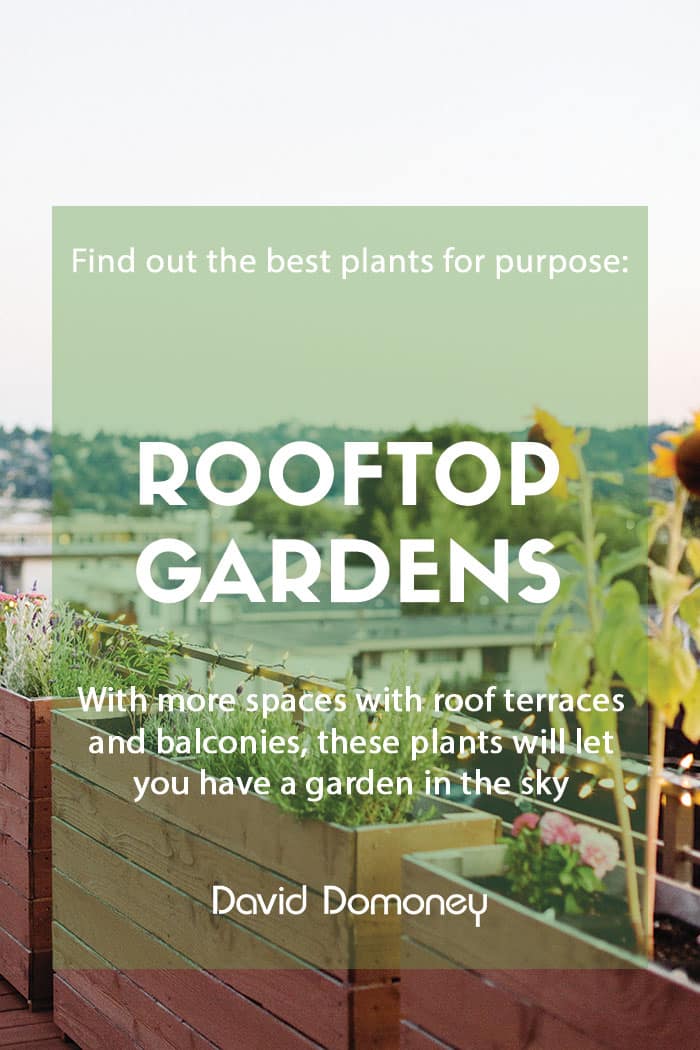 Plants for a purpose - Plants for a rooftop garden feature