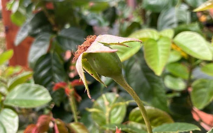 Rosehip forming on roses