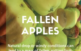 What to do with a mass of rotting apples