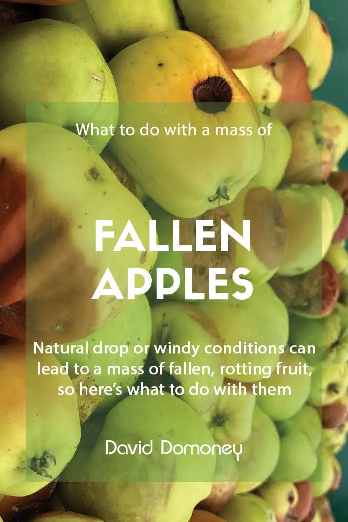 What to do with a mass of rotting apples