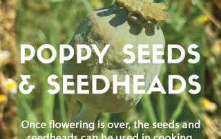 What to do with poppy seeds and seedheads