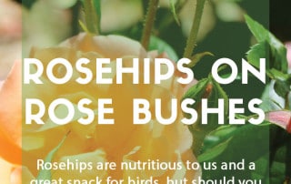 What to do with rosehips on rose bushes