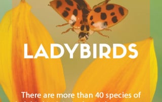 A garden guide to ladybirds
