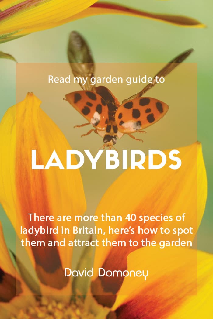 A garden guide to ladybirds