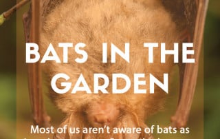 Bats in the garden