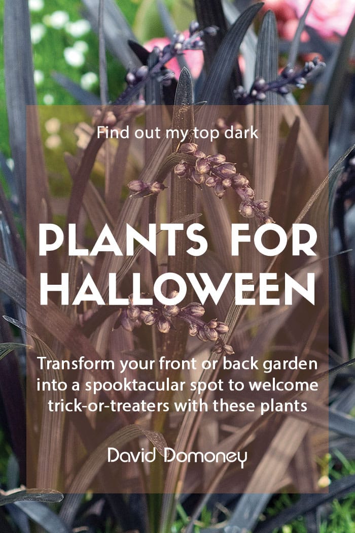 Dark plants for Halloween