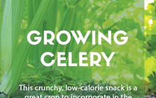 Growing celery