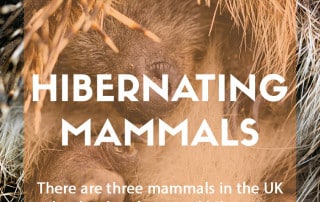 Hibernating mammals in the UK feature image