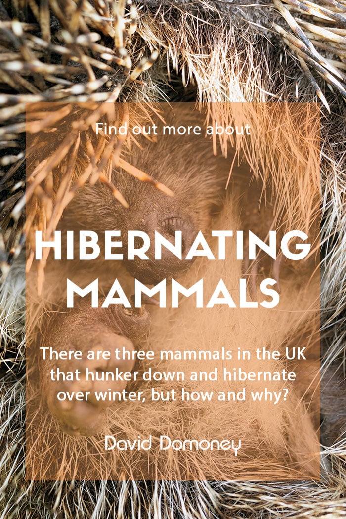 Hibernating mammals in the UK