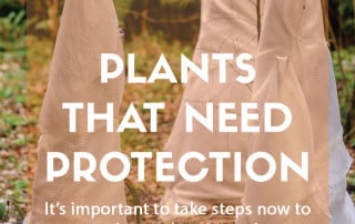 Plants that require protection through autumn or winter