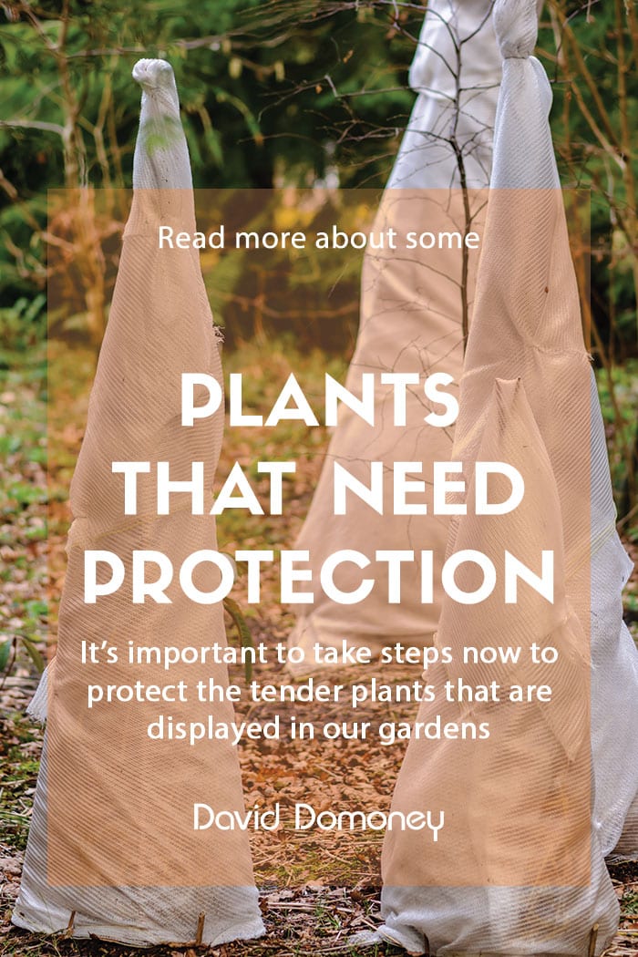 Plants that require protection through autumn or winter