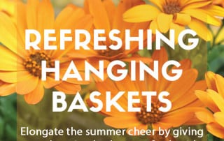 Refreshing hanging baskets