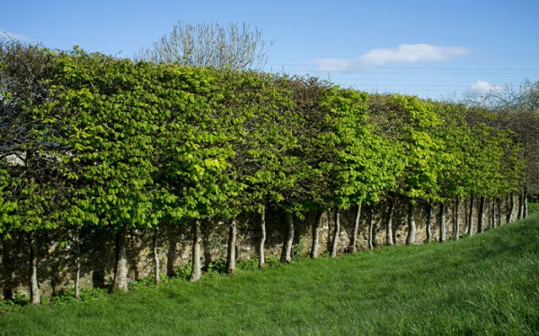 Stilted-hedging-or-pleached-trees