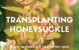 Top job for October - How to transplant honeysuckle