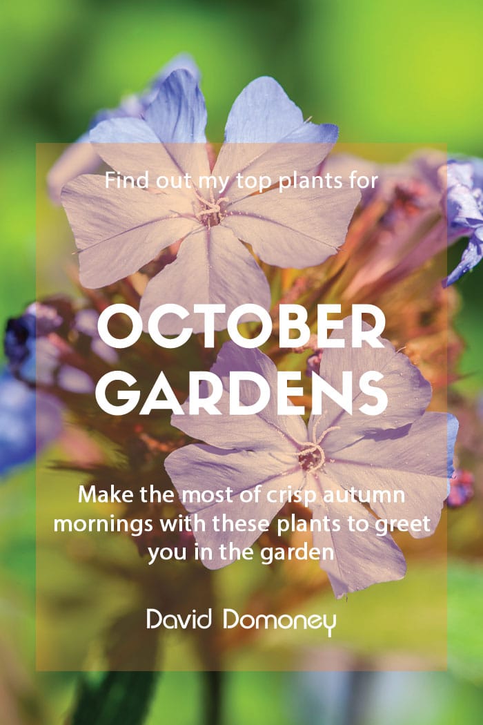 Top ten plants for October gardens