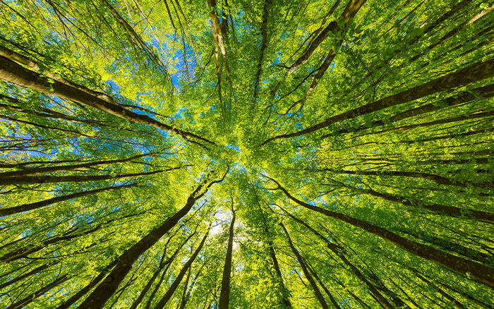 Forest bathing