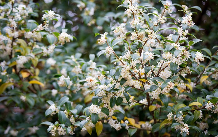 Osmanthus-x-burkwoodii-(Burkwood-osmanthus)
