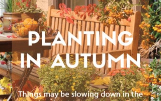 Planting in autumn