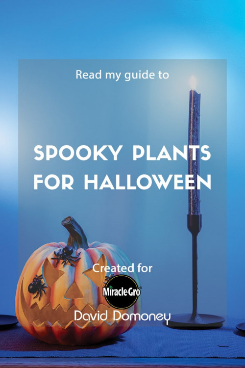 spooky plants for halloween feature image