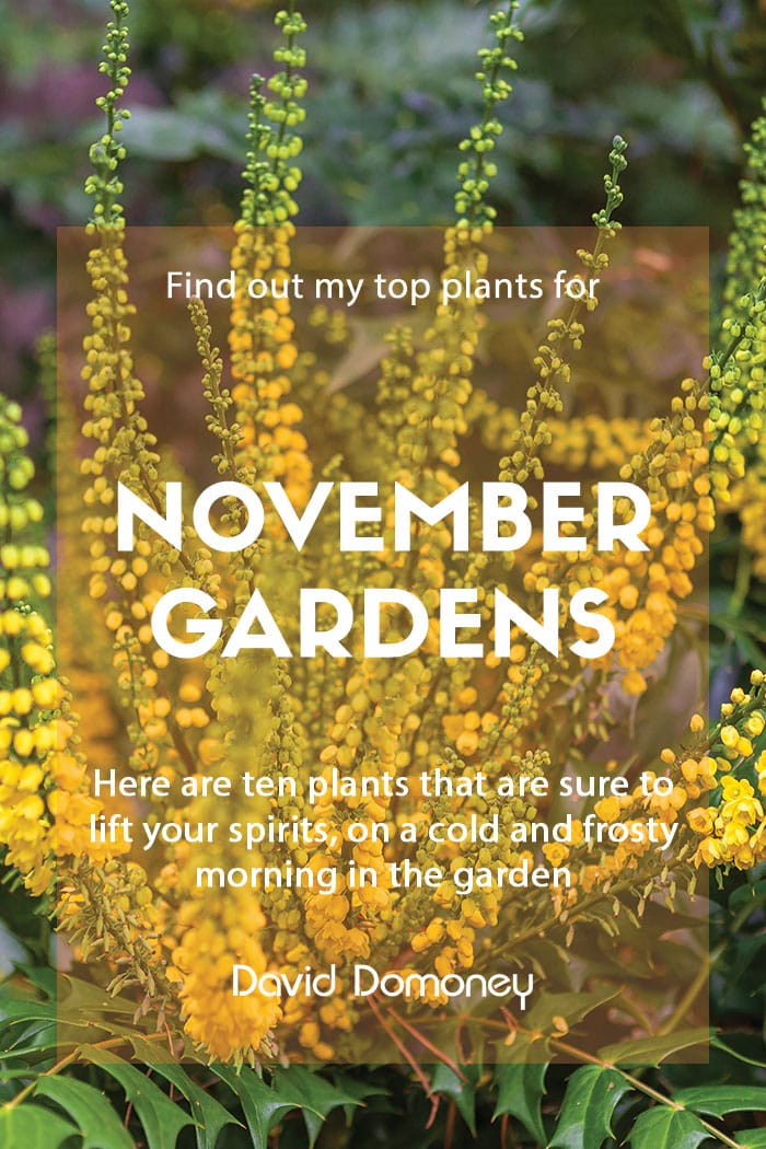Top ten plants for November gardens