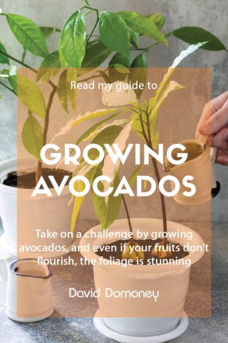 How to grow avocado feature