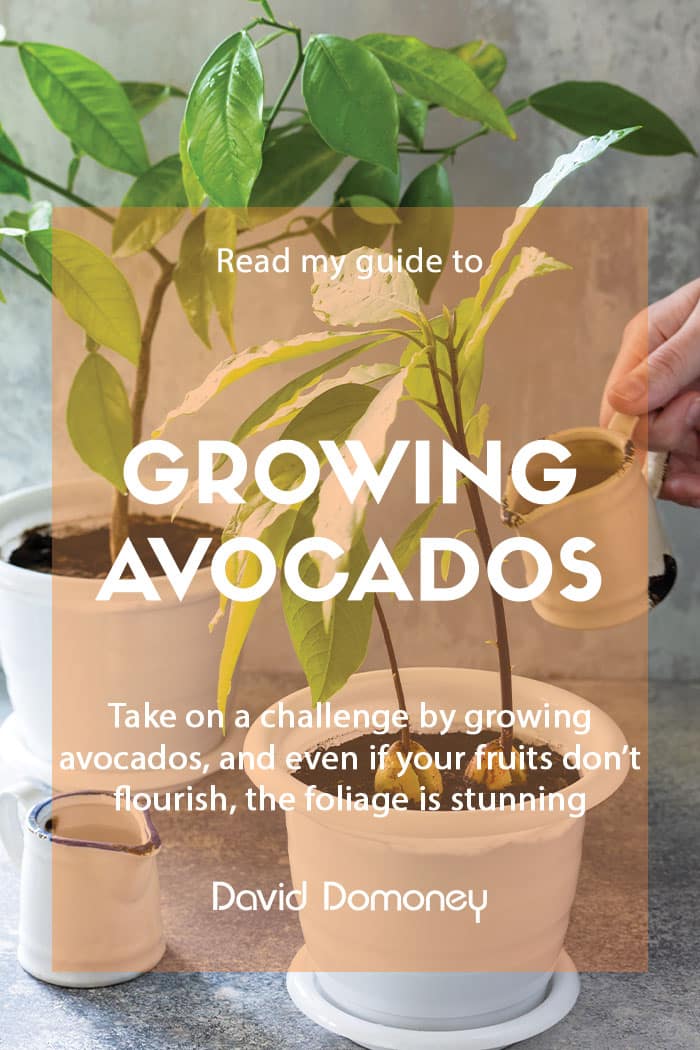 A guide to growing avocados