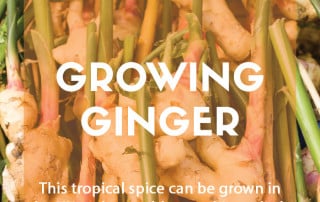 A guide to growing ginger