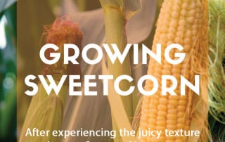 A guide to growing sweetcorn