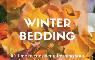A guide to growing winter bedding plants