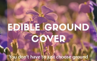 Edible ground cover plants