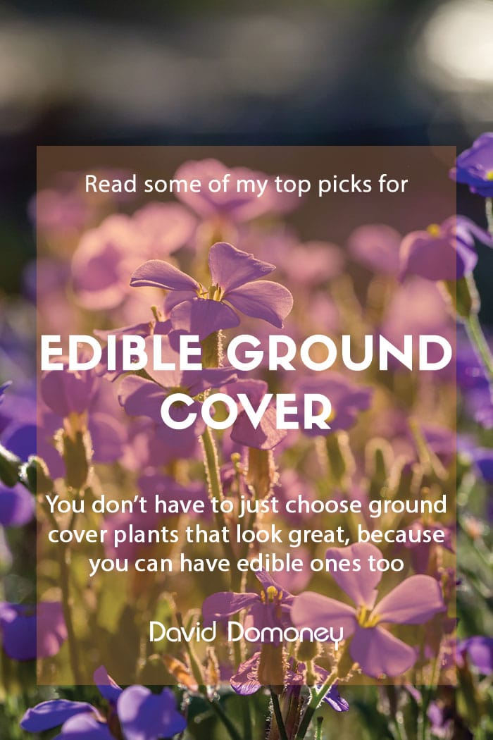 Edible ground cover plants