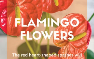 Growing flamingo flowers as a houseplant