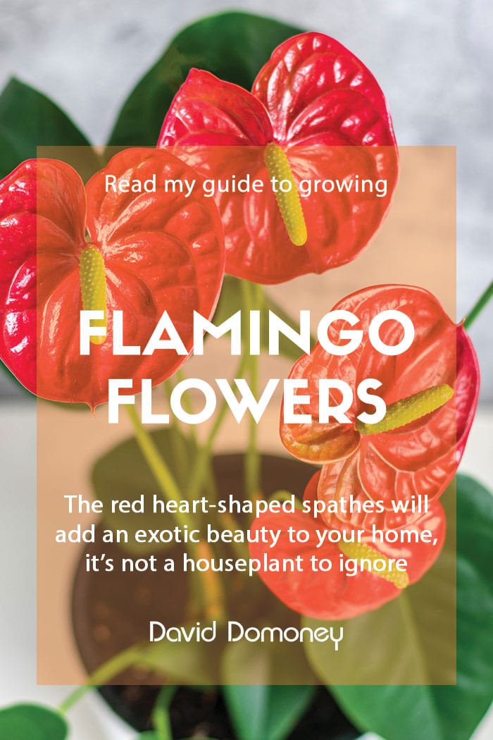 Growing flamingo flowers as a houseplant