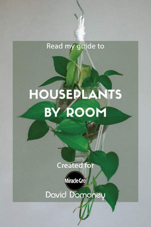 Houseplants by room feature image