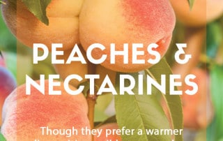 How to grow peaches and nectarines in the garden