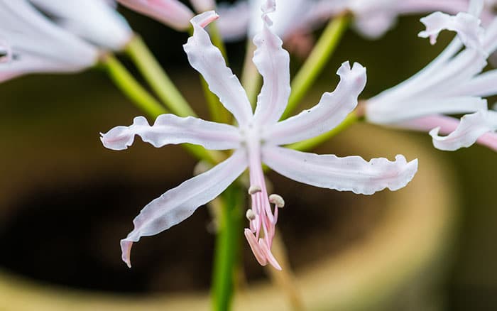 Nerine bowdenii guernsey lily &lsquo;alba&rsquo;