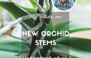 Orchid stems feature
