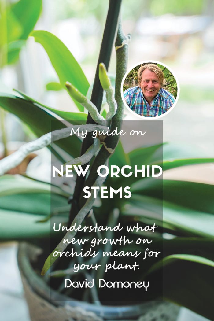 Orchid stems feature